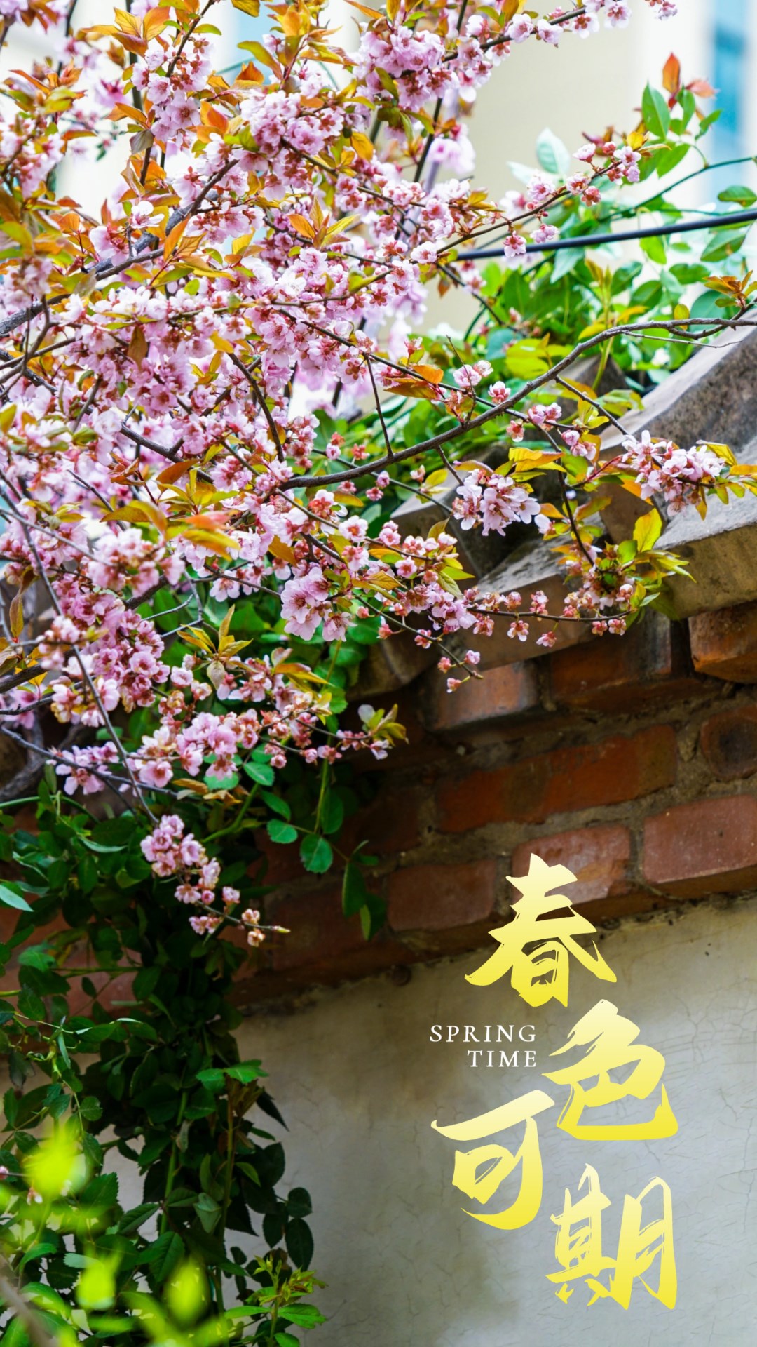 繁花似錦綻校園，核檢護航保平安