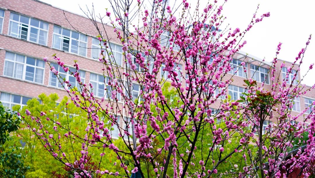 繁花似錦綻校園，核檢護航保平安