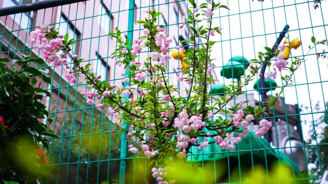 繁花似錦綻校園，核檢護航保平安